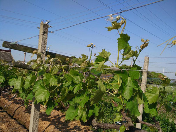 151332732989769323AP.jpg 圖片50.jpg