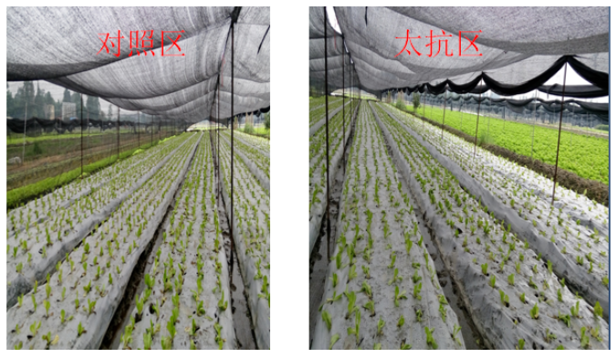 1513332065225846KVQv.png blob.png