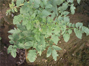 1536286733874278cVxj.png 圖片4.png